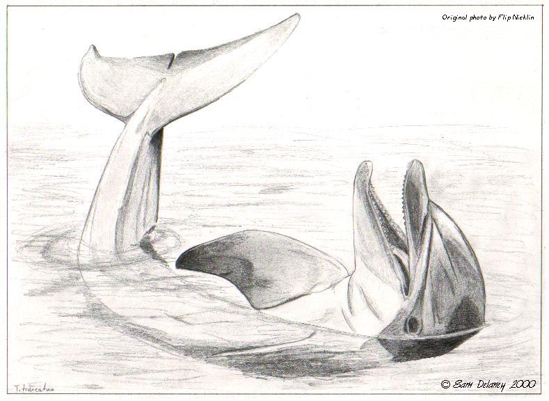 789x576 Dolphin Sketch - Dolphin Sketch Images