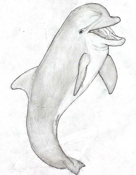 466x600 Dolphin Sketch Works Of Art Sketches - Dolphin Sketch Images