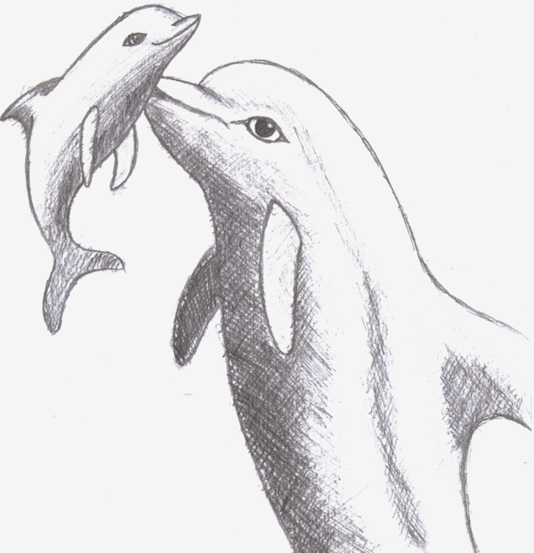 600x621 Dolphin Sketch 2 By Alexbluez - Dolphin Sketch Images