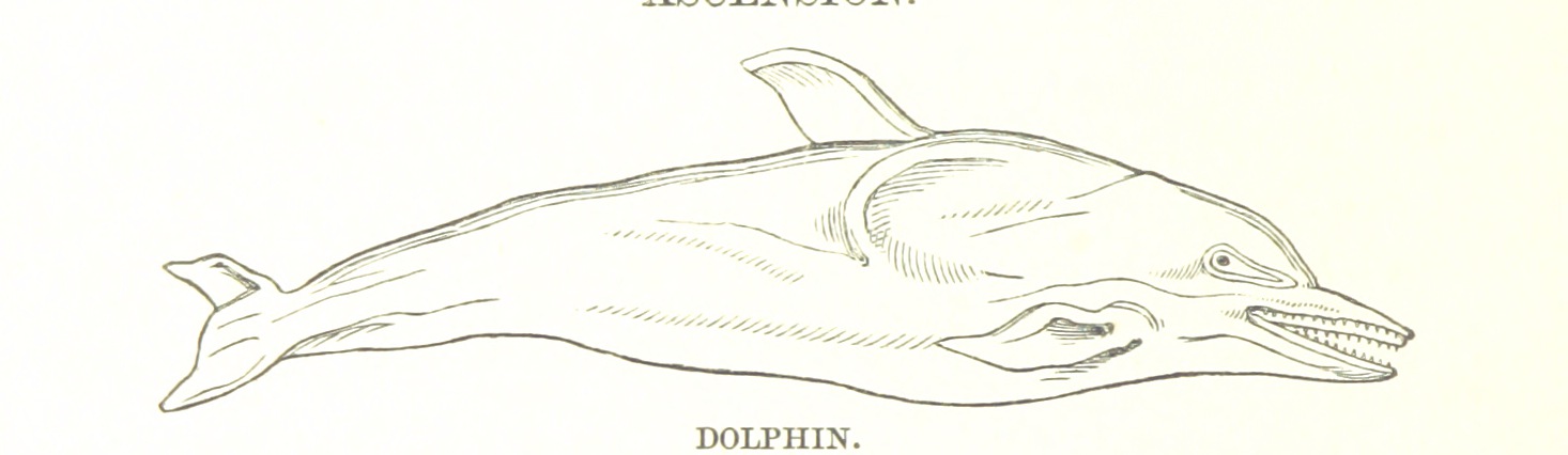 1466x426 Filedolphin Sketch.jpg - Dolphin Sketch Images