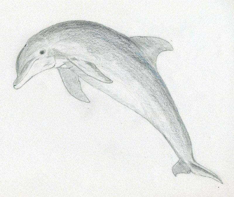 800x673 How To Draw A Dolphin - Dolphin Sketch Images