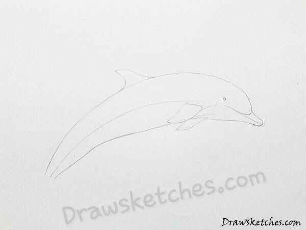 600x450 How To Draw A Dolphin In 20 Easy And Detailed Steps With (Pictures) - Dolphin Sketch Images