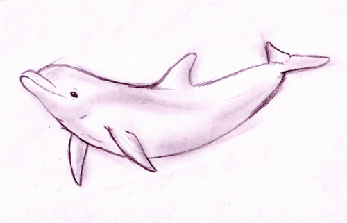 500x321 Dolphin Sketch Sketch Of A Bottlenose Dolphin. It Took Me A Lot - Dolphin Sketch Images