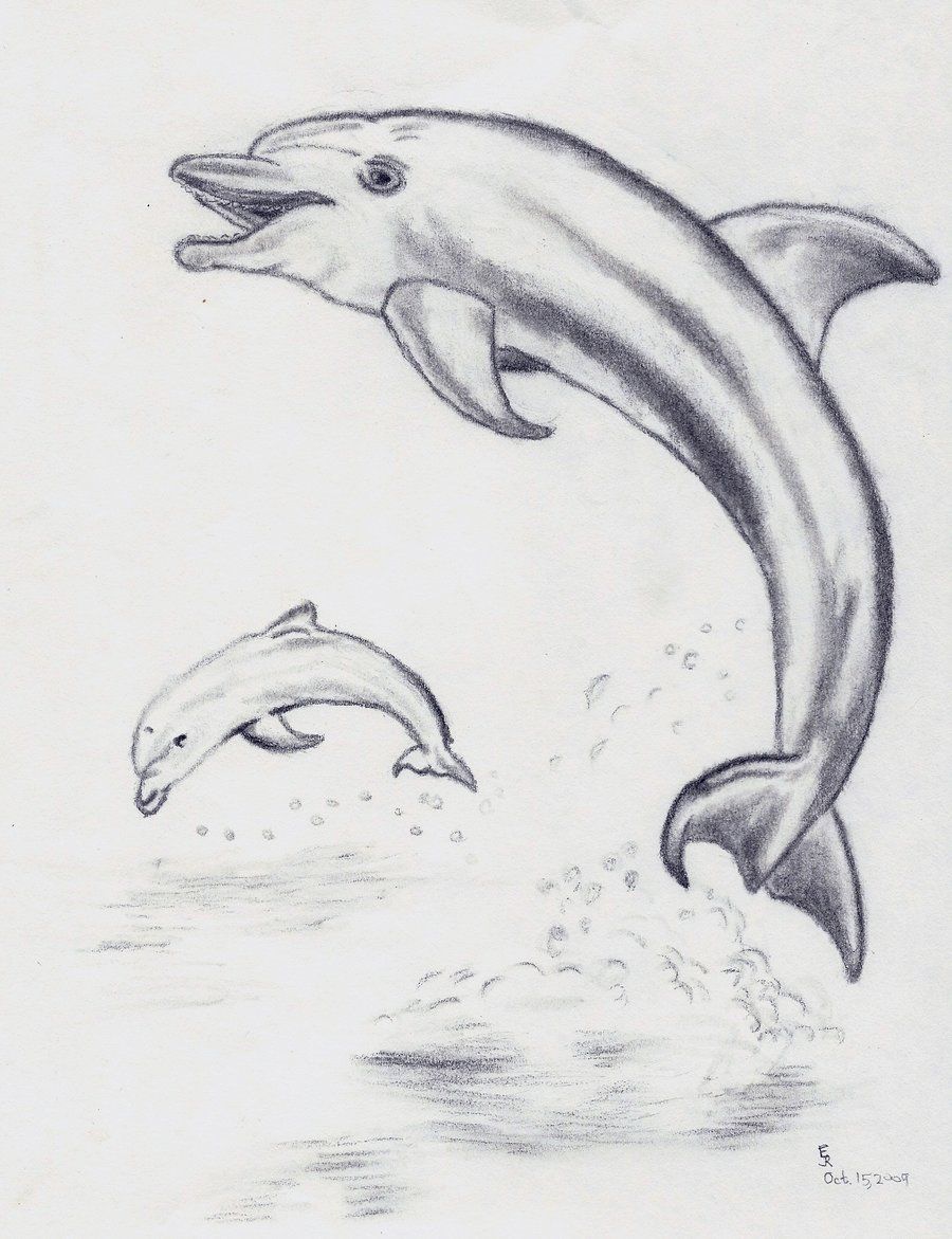 900x1171 Jumping Dolphin Sketch - Dolphin Sketch Images