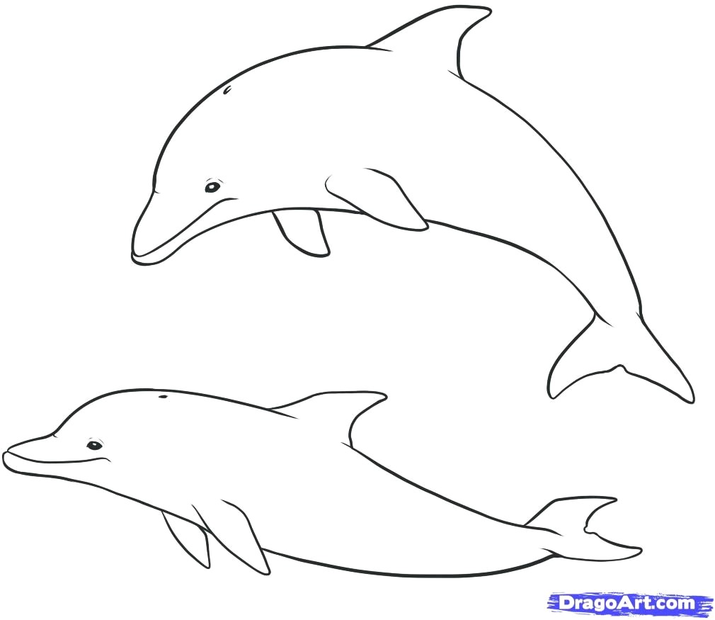 1010x875 Dolphin Drawing Easy 63 How To Draw A Step By - Dolphin Sketch Step By Step