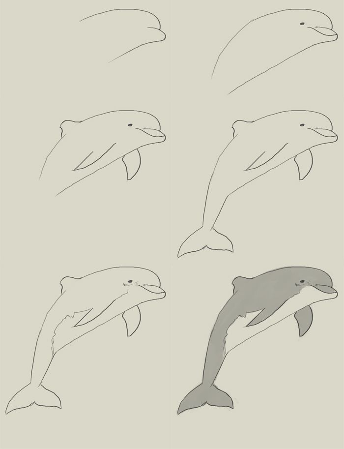 700x913 Simple To Draw Dolphin Step By Step How To Draw Dolphin How To - Dolphin Sketch Step By Step