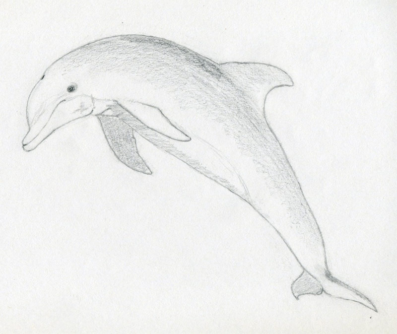 800x673 How To Draw A Dolphin - Dolphin Sketch Step By Step