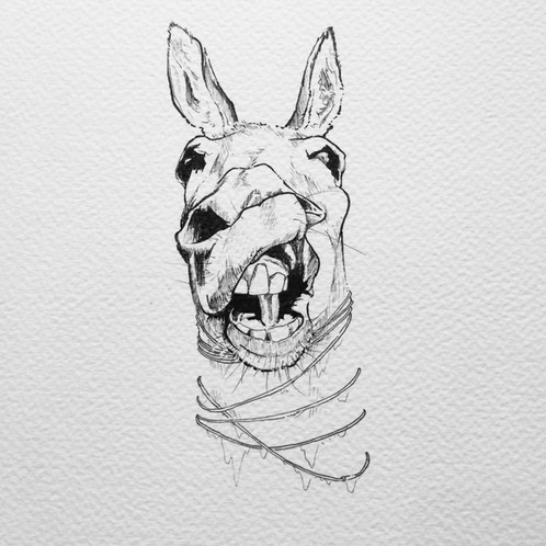 498x498 Donkey Head - Donkey Head Sketch