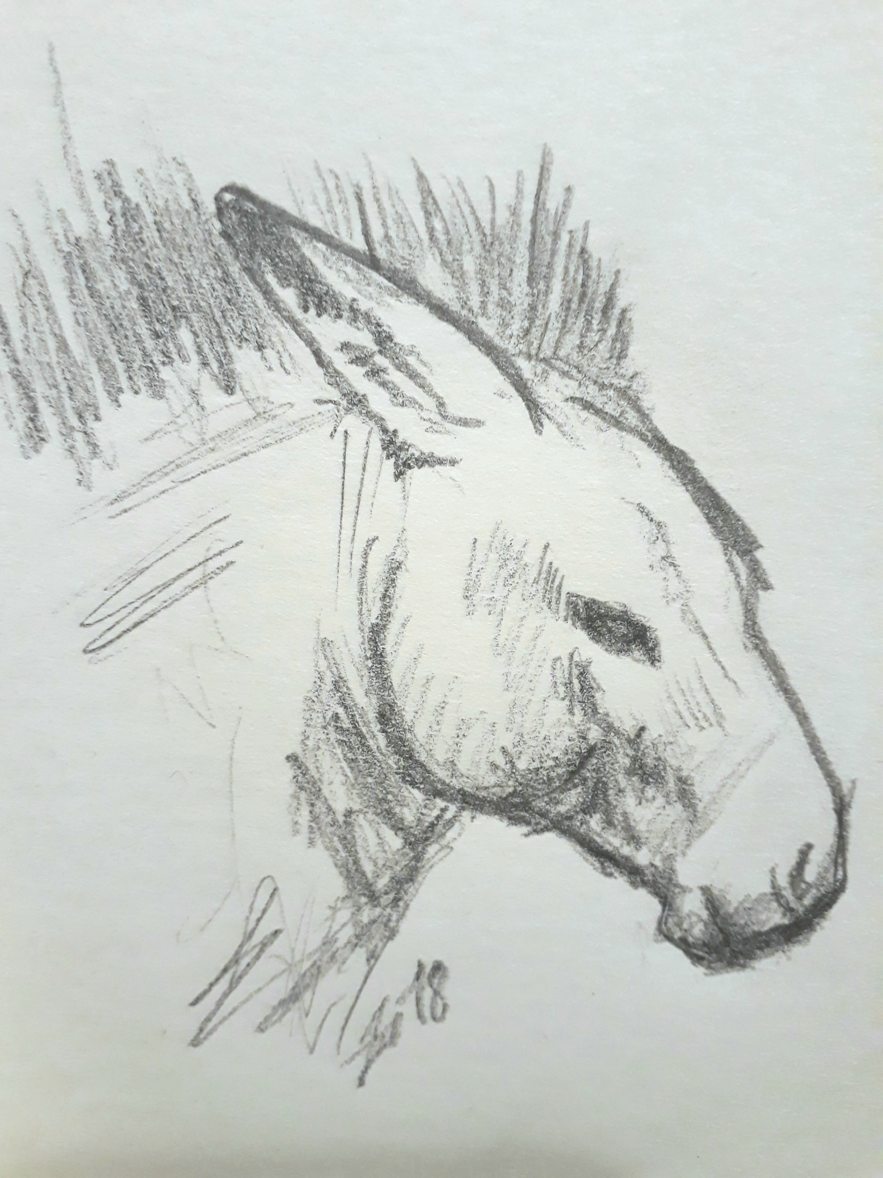 3072x4096 Donkey Sketch - Donkey Head Sketch