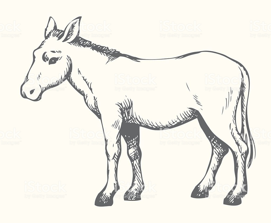 900x741 Download Vector Graphics Clipart Mule Donkey Drawing,graphics - Donkey Head Sketch