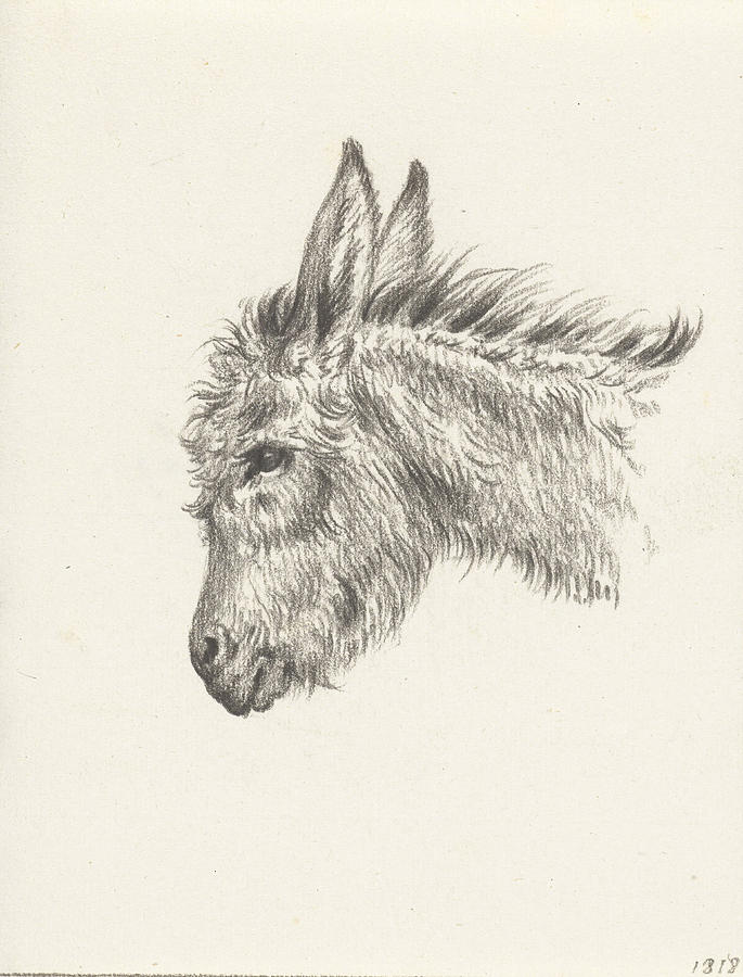 685x900 Head Of A Donkey, Left, Jean Bernard Drawing By Quint Lox - Donkey Head Sketch