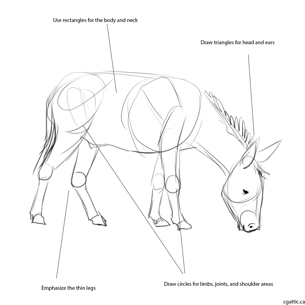 1000x1000 Realistic Donkey Drawing In 4 Steps With Photoshop - Donkey Head Sketch