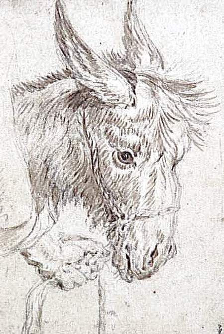 450x670 Rubens Sketch Of Head Of A Donkey Horse Donkey - Donkey Head Sketch