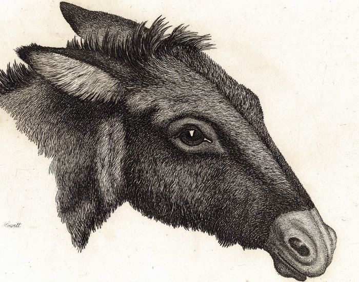 700x551 Samuel Howitt - Donkey Head Sketch