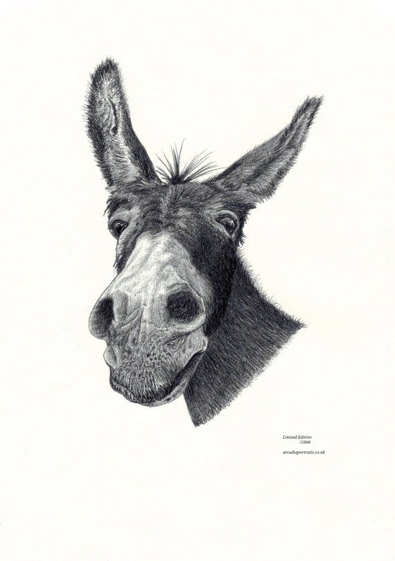 570x809 Donkey Head Portrait Limited Edition Art Drawing Print Signed By - Donkey Head Sketch