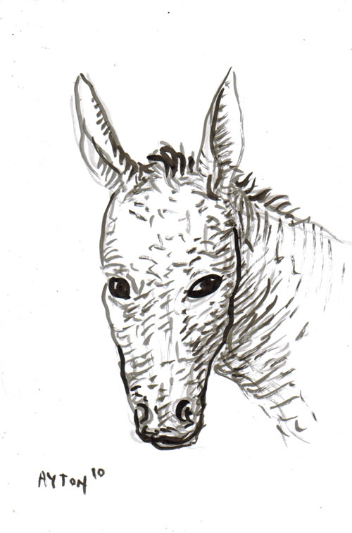 500x758 The William T. Ayton Art Blog A Donkey - Donkey Head Sketch