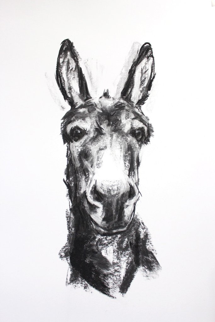 683x1024 Donkey - Donkey Head Sketch