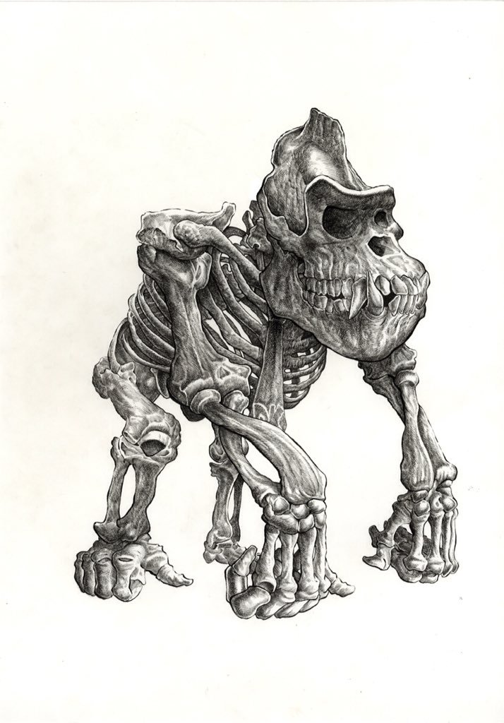 714x1024 Mark Chilcott On Twitter Kong - Donkey Kong Sketch