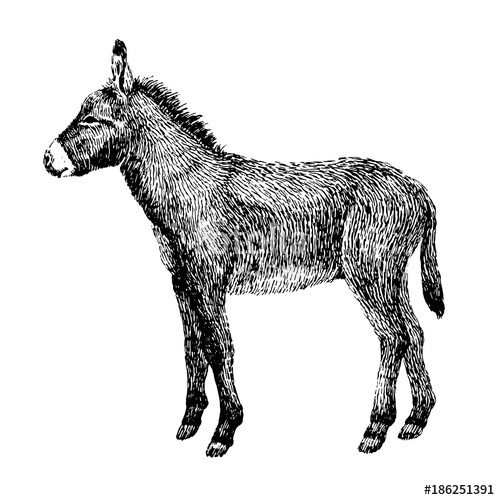 500x500 Donkey Sketch Style. Hand Drawn Illustration Of Beautiful Black - Donkey Sketch