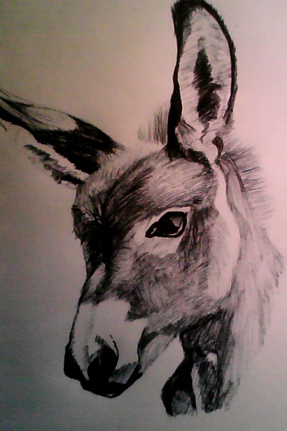 561x841 Donkey Sketch. By Scousecaspa - Donkey Sketch