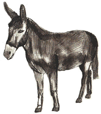 350x394 How To Draw A Donkey - Donkey Sketch