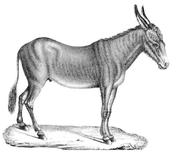 742x617 Donkey Sketch - Donkey Sketch