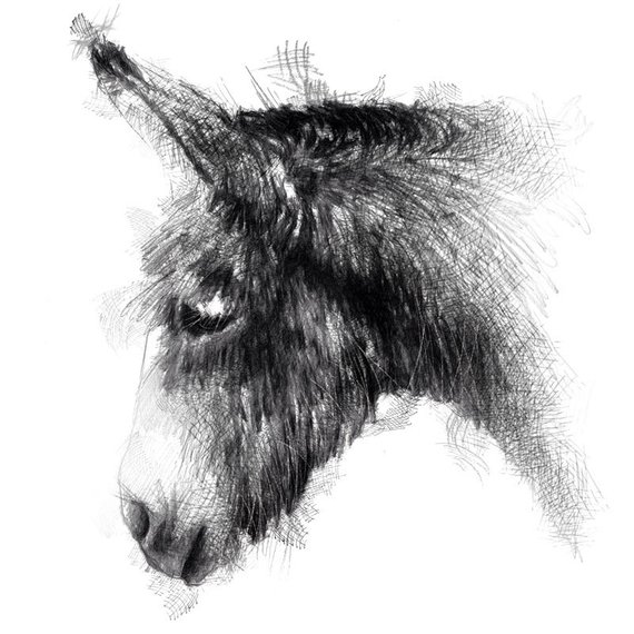 570x570 Donkey Sketch Limited Edition Fine Art Print From Original Etsy - Donkey Sketch Images
