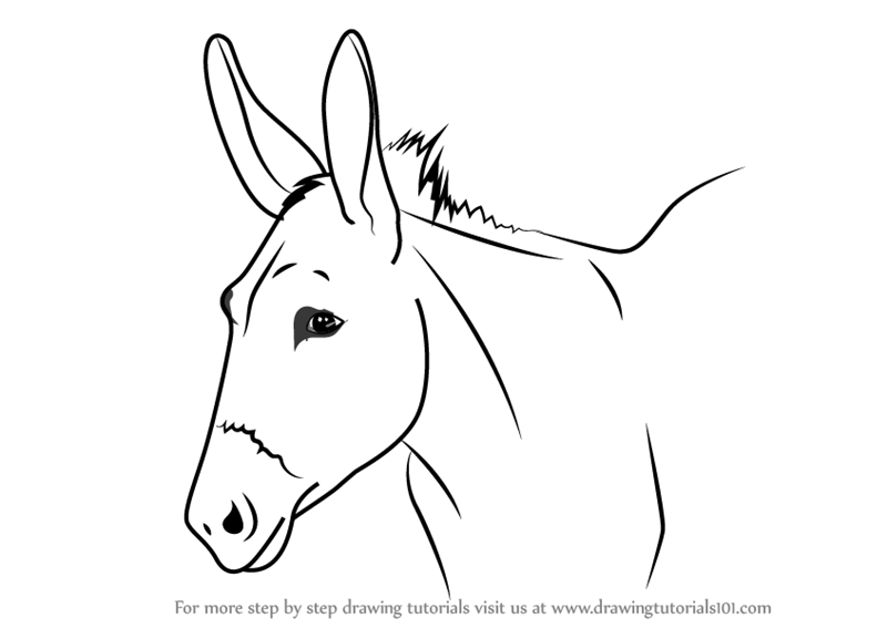 800x567 How To Draw A Donkey Face - Donkey Sketch Images