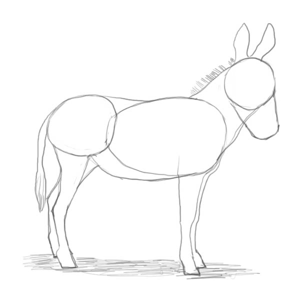 600x600 How To Draw A Donkey - Donkey Sketch Images