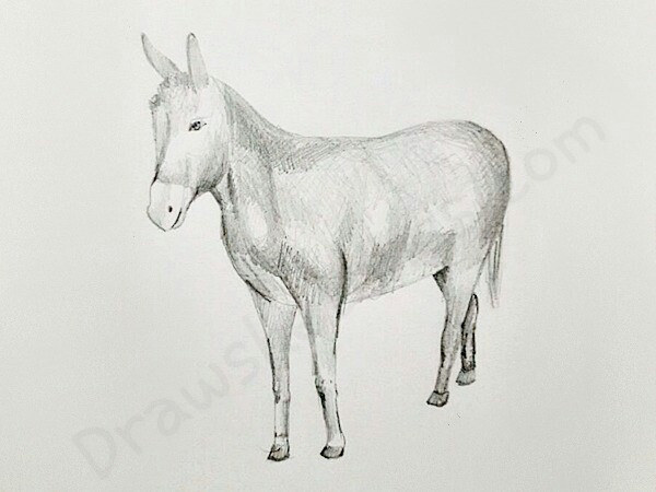 600x450 How To Draw A Donkey Here Is The Sketch Of Pencil Drawing - Donkey Sketch Images