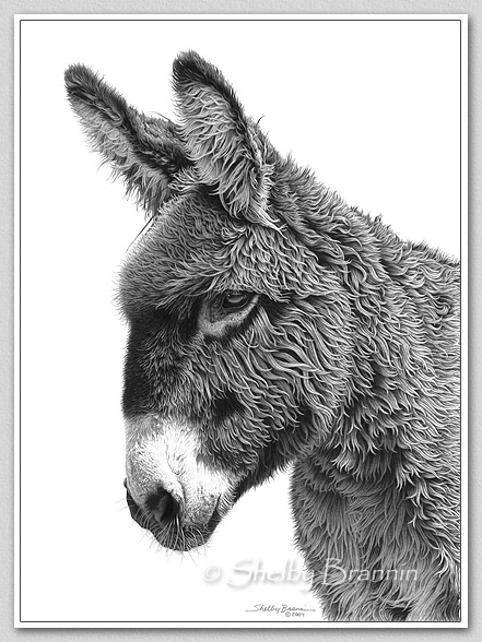 441x588 Donkey Pencil Drawing By Artist Shelby Brannin - Donkey Sketch Images