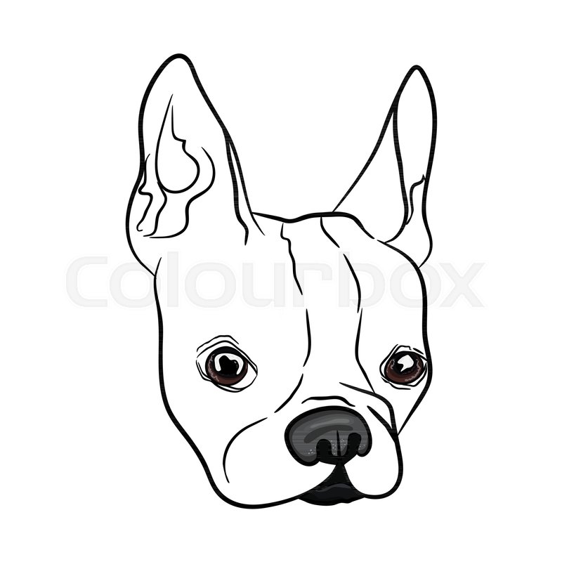 800x800 French Bulldog Outline Outline Sketch Of French Bulldog Head On - Dora Sketch