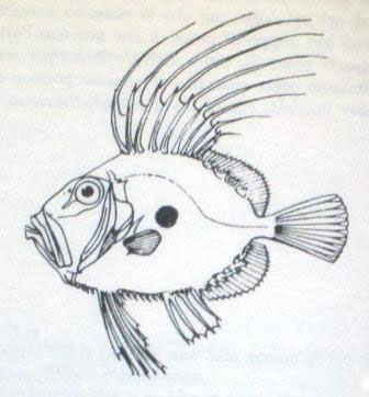 336x362 Filet Of John Dory Another Year In Recipes - Dory Sketch