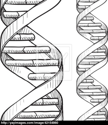 444x512 Seamless Dna Double Helix Sketch Vector - Double Helix Sketch