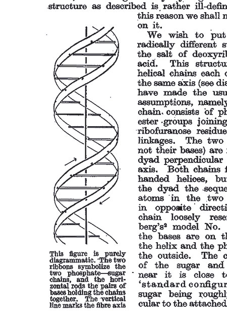 450x654 The Ant Room Odile Crick, Who Drew Iconic Double Helix, Dies - Double Helix Sketch
