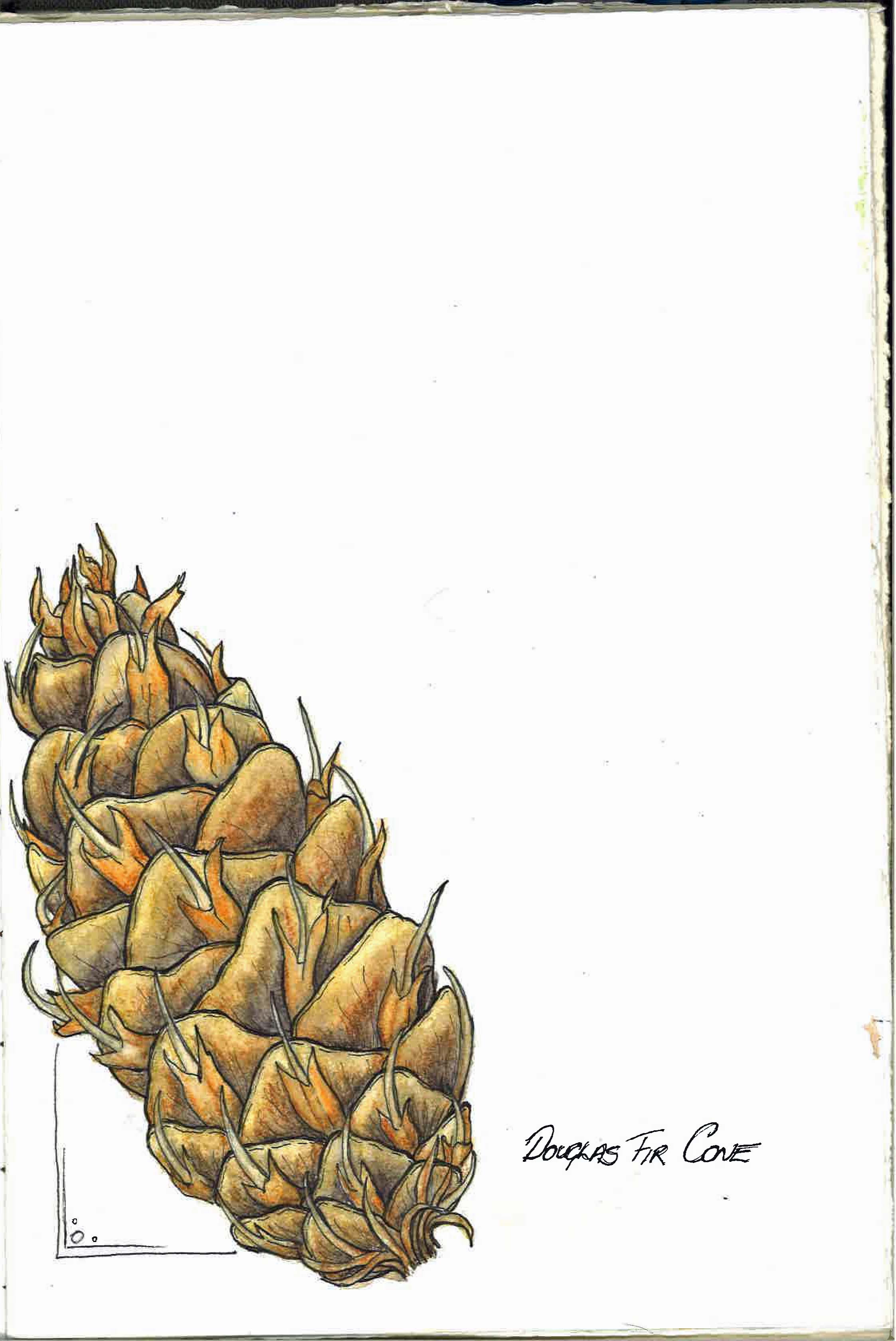 2245x3360 Sketching In Vaughn Springs Karen Bailey Studio - Douglas Fir Sketch