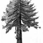 150x150 Three Guys Drawing Their Way Out Of A Paper Bag. With Help. To - Douglas Fir Sketch