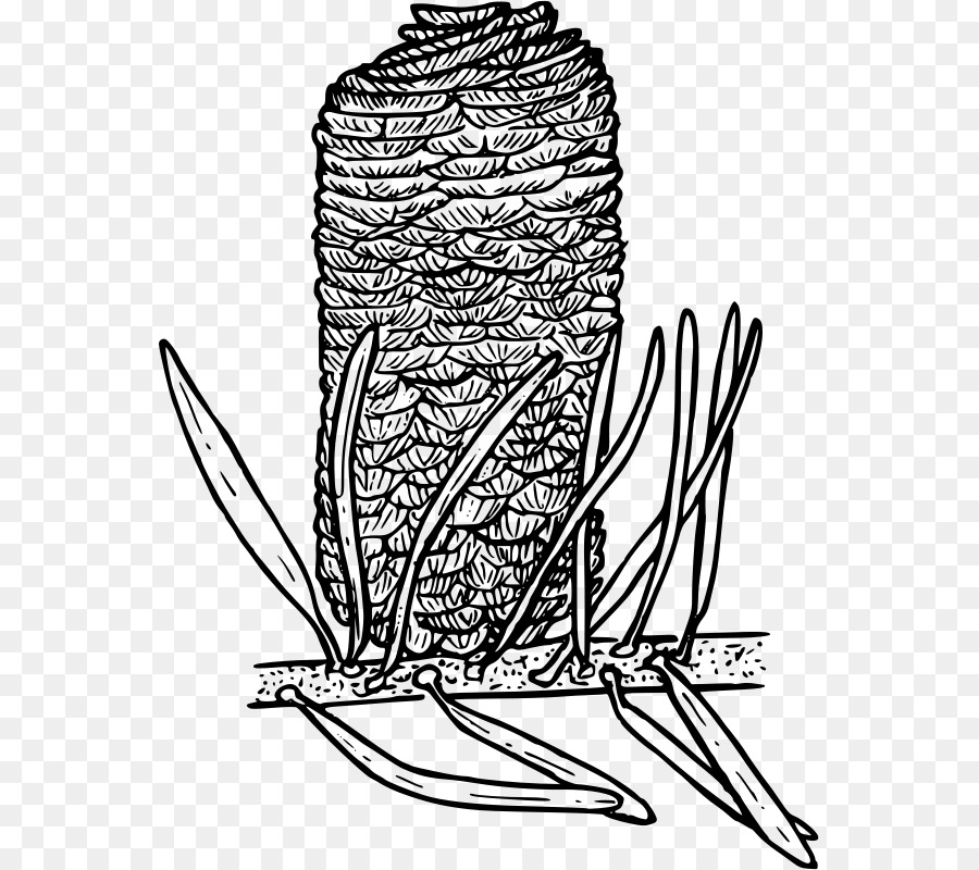 900x800 Tree Fir Clip Art - Douglas Fir Sketch