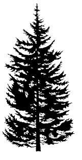 161x312 Douglas Fir Drawing - Douglas Fir Sketch
