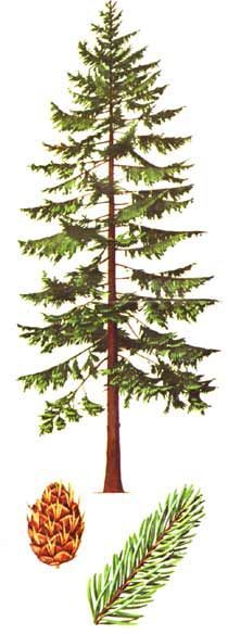 210x584 Douglas Fir Tree Drawing - Douglas Fir Sketch
