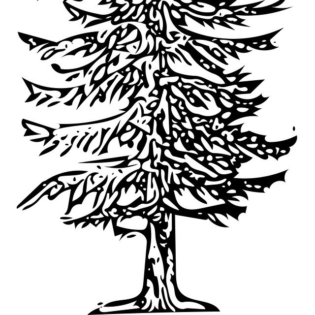 640x640 Doug Fir Sketch Detail. I Had Forgotten How Relaxing - Douglas Fir Sketch