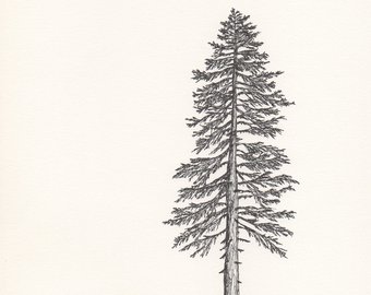 Douglas Fir Sketch at PaintingValley.com | Explore collection of ...