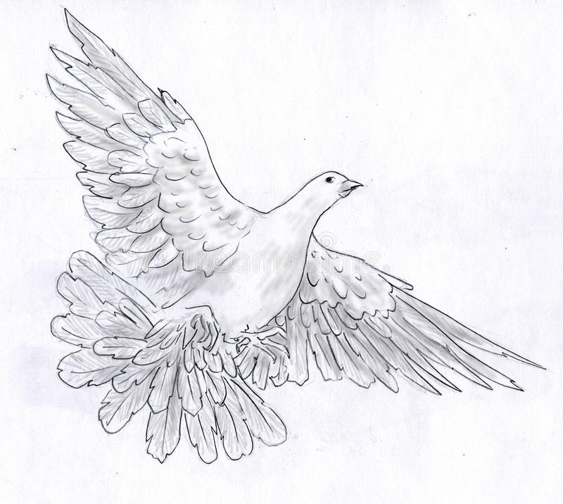800x716 Collection Of Dove Flying Up Drawing High Quality, Free - Dove Bird Sketch