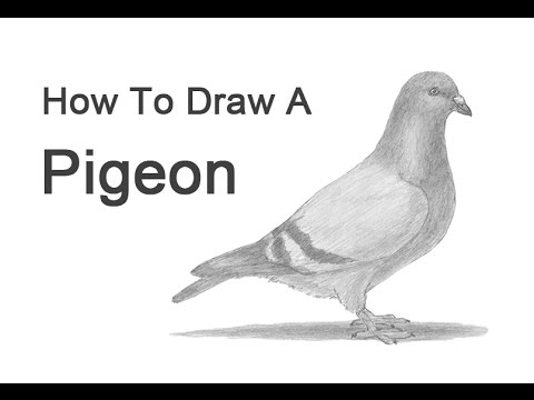 480x360 How To Draw A Pigeon - Dove Bird Sketch