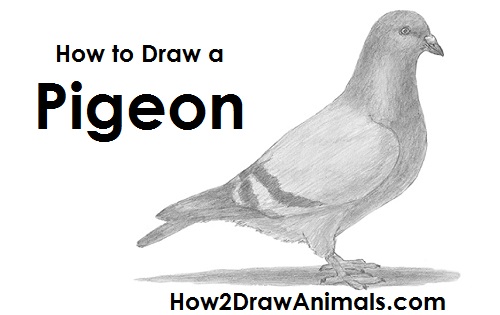 500x315 How To Draw A Pigeon - Dove Bird Sketch