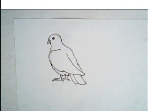 480x360 How To Draw A Bird (Dove, Simple Easy Drawing) - Dove Bird Sketch