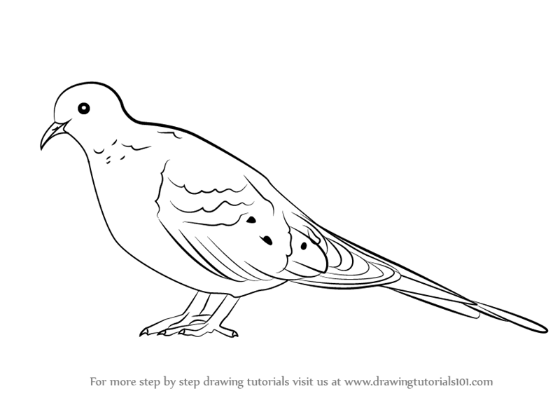 800x565 Learn How To Draw A Mourning Dove (Birds) Step By Step Drawing - Dove Bird Sketch