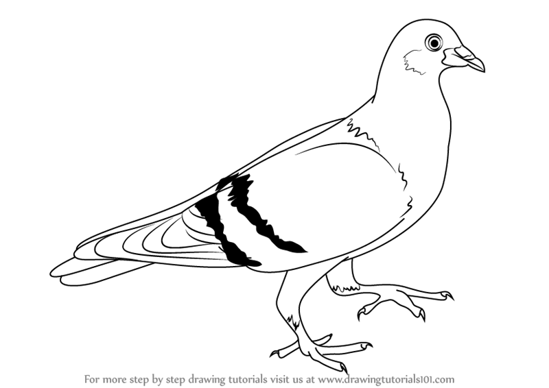 800x566 Learn How To Draw A Pigeon (Birds) Step By Step Drawing Tutorials - Dove Bird Sketch