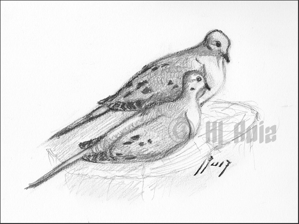 603x453 Mourning Dove Clipart Sketched - Dove Sketch
