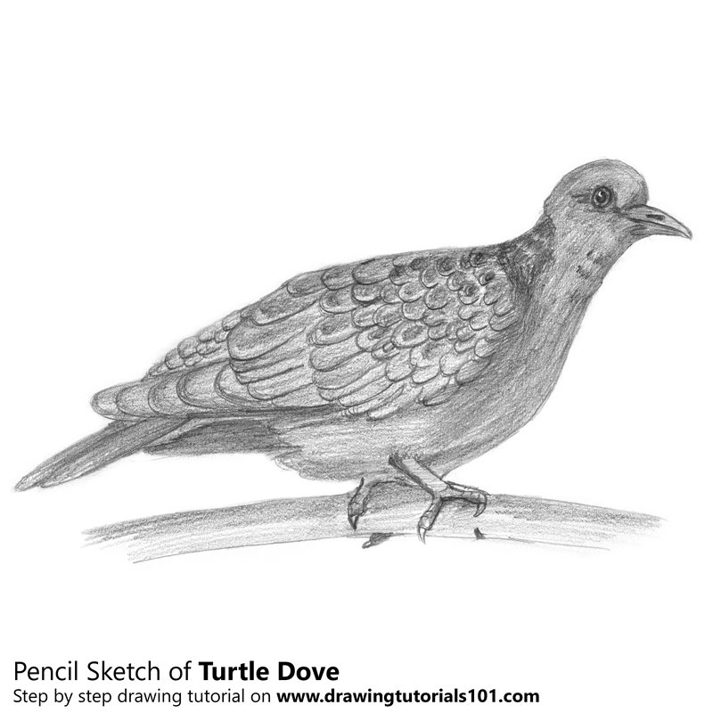800x800 Turtle Dove Pencil Drawing - Dove Sketch